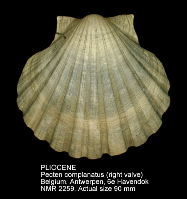 PLIOCENE Pecten complanatus.jpg - PLIOCENE Pecten complanatus Sowerby,1828